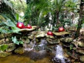 Leuchtende Krabben am Wasserfall in den Flamingo Gardens in Florida