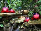 Leuchtende Krabben am Wasserfall in den Flamingo Gardens in Florida