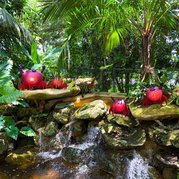 Leuchtende Krabben am Wasserfall in den Flamingo Gardens in Florida