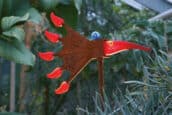 WINDBIRD | Wind chime